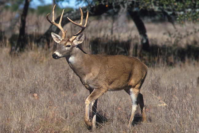 managing-deer-for-hunting