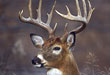 At What Age is a Buck Mature? Pt. 1