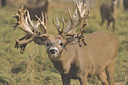 The World Of Whitetail Antlers