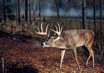 A Closer Look at Whitetail Scrapes