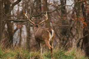 A Day in the Rut