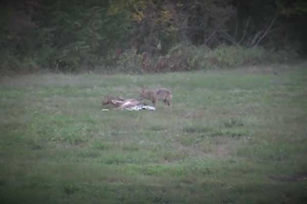 Muzzy Moment: Coyotes Attack Doe