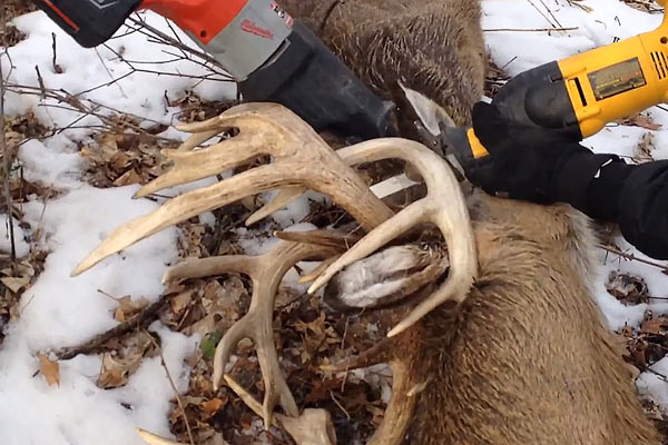 Minnesota Officer Uses Taser to Free Entangled Deer