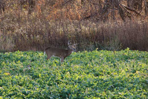 10 Ways to Make Your Food Plots Better Right Now