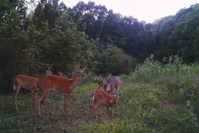 trail-camera-tactics-for-whitetail