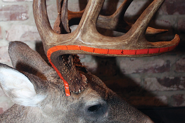 How to Score Your Buck with Trophy Tape - North American Whitetail