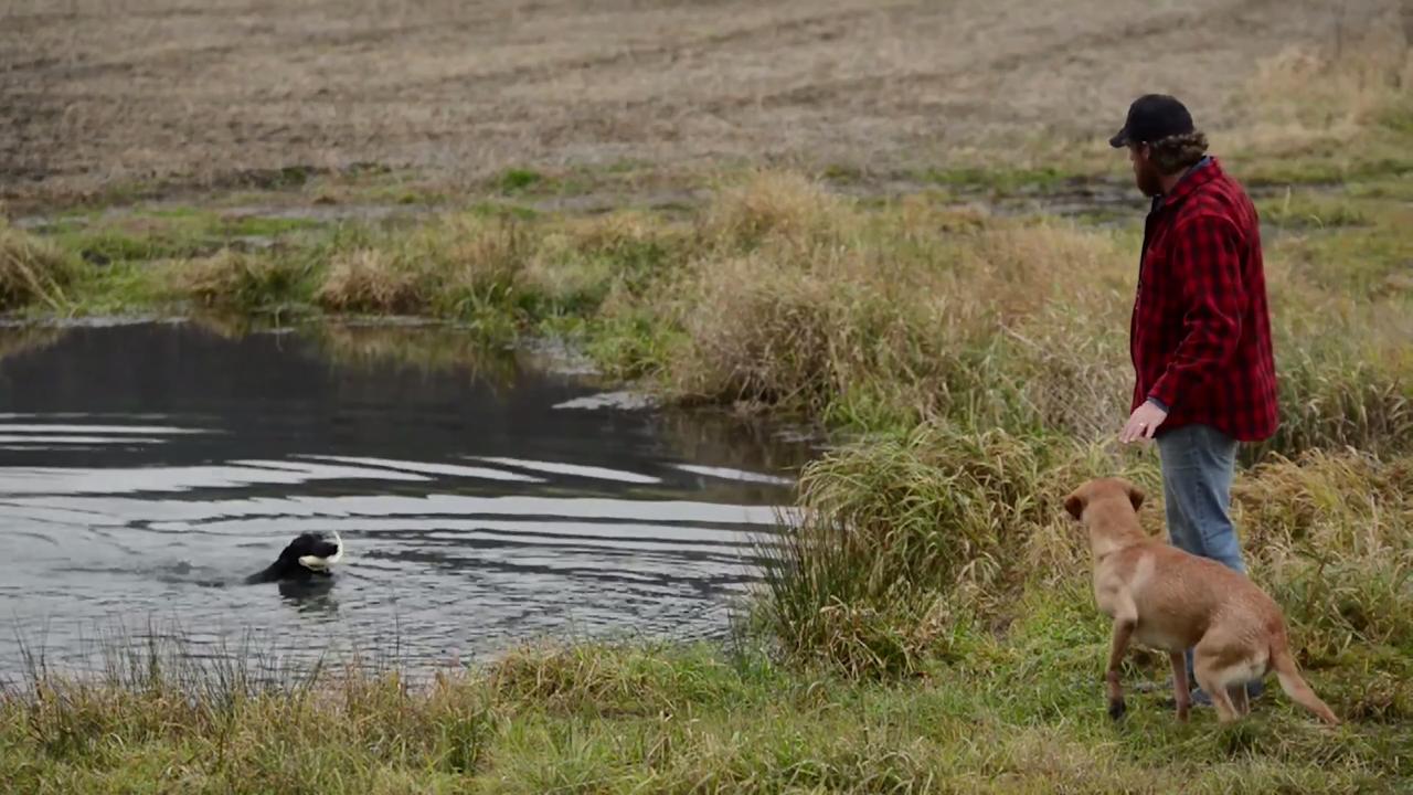 Deer Dog: Incorporating Water Into Training