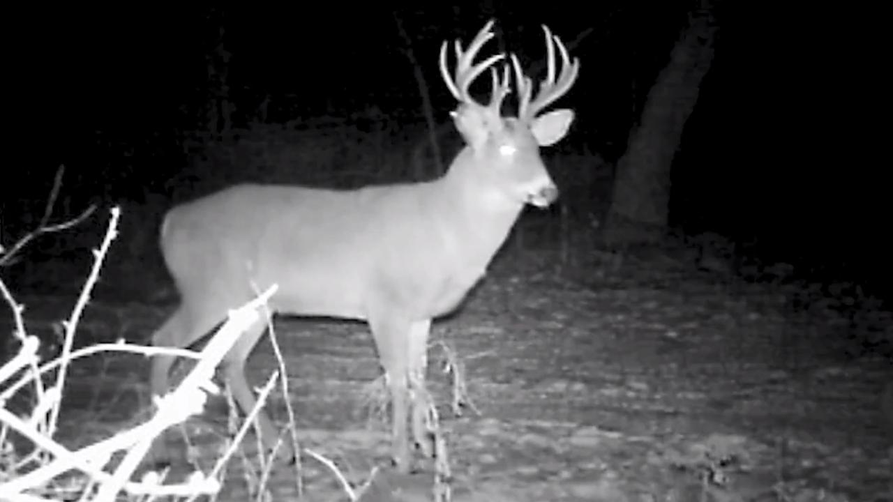 Dr. Deer: When Bucks Become Nocturnal