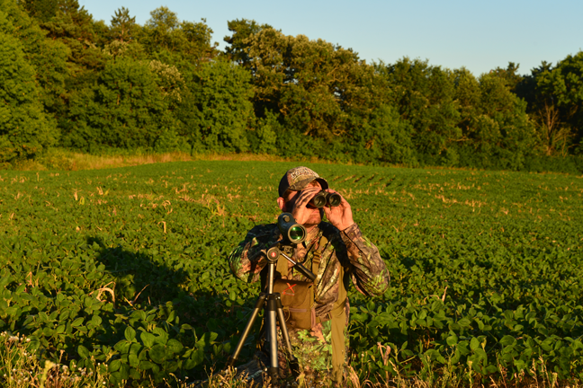 Use Summer Glassing for Whitetail Scouting