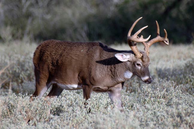 How to Age Bucks Before You Pull The Trigger