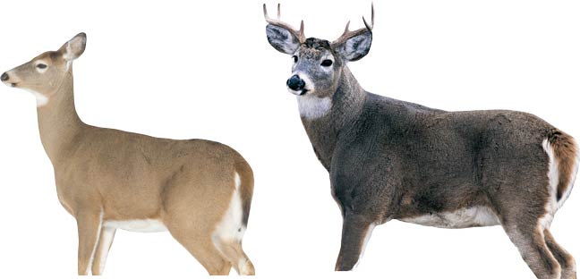 Deer-Calls,-Scents-&-Decoys