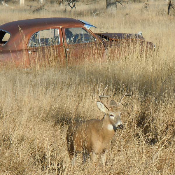 WB261,-Whitetail-buck-viewed-from-abandoned-house-and-passing-by-junked-car,-copyright-Mark-Kayser-crp