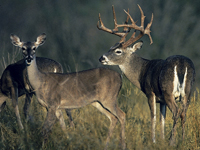 Are You Managing for Cattle or Deer?