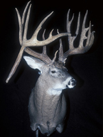 Kentucky&apos;s Biggest Buck Of 2006: The Pennyrile Surprise