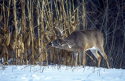 Steps To Success For Late-Season Whitetails