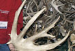 Shedding Light On The Value Of Whitetail Sheds