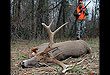 Blood Trailing Whitetails: 10 Questions You Should Ask After Pulling The Trigger
