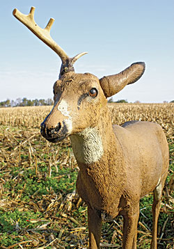 Whitetail Trophy Decoying Myths Debunked