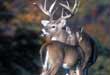 Whitetail Management And Private Landowners