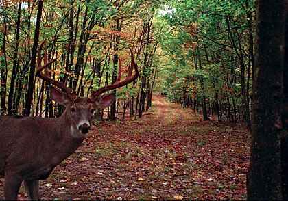 The Advantages of a Wireless Trail Camera