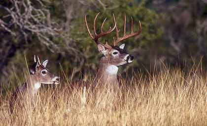 How to Increase The Size And Quality of Your Deer