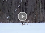 VIDEO: Cannibalistic Doe Caught on Tape