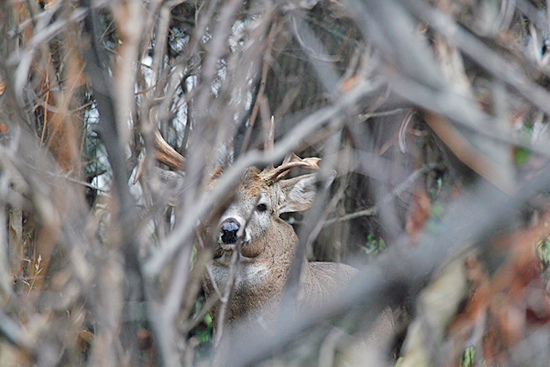 Five Keys to Hunting a Whitetail Sanctuary