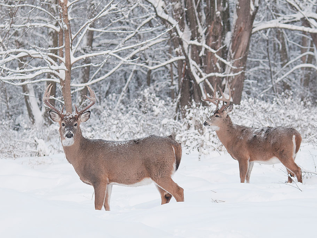 7 Steps For Late-Season Whitetails