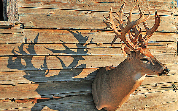 Booming Bucks: B&C Trophy Numbers Rise 400 Percent Over 30 Years