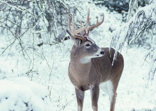 Whitetail Management in Extreme Habitat Conditions