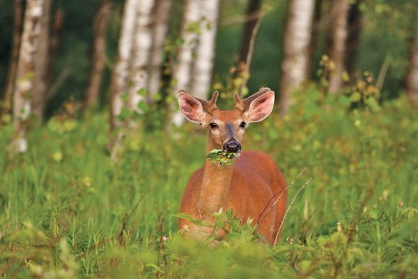 Whitetail Nutrition Calendar: What Deer Eat and When