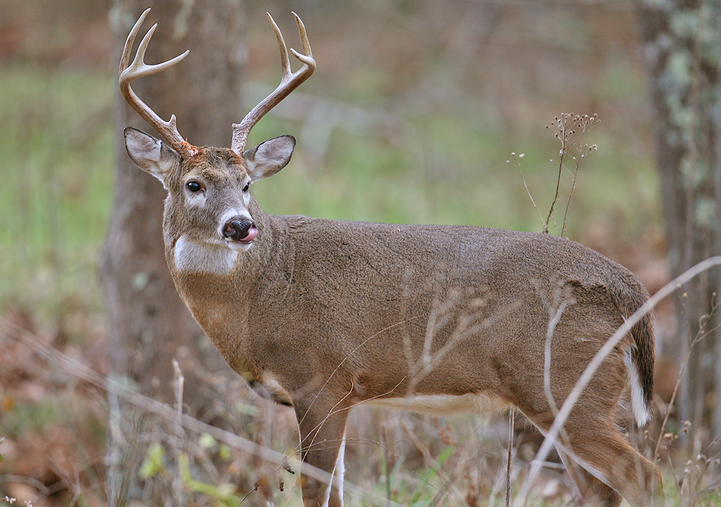 2011/12 Ohio Deer Harvest Falls