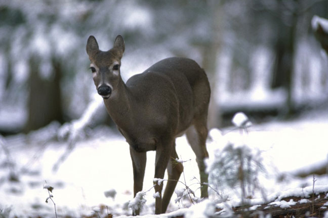 nutrition for whitetail deer