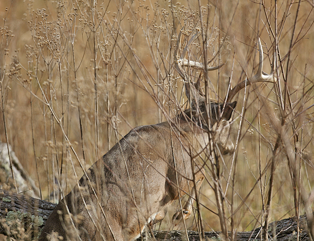 5 Ways You Can Miss A Whitetail