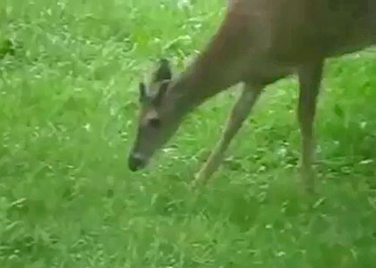 Tennessee Deer Eats Bird
