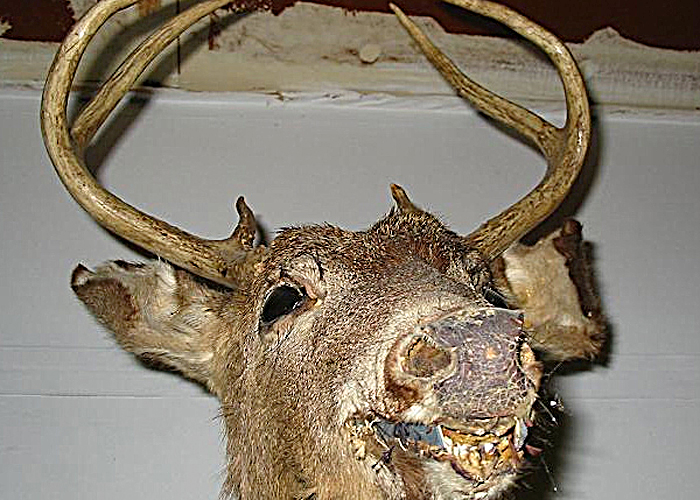 NAW's Best of the Worst Whitetail Taxidermy 