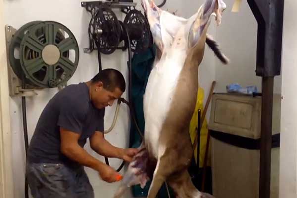 (GRAPHIC VIDEO): Man Skins Deer in Under Two Minutes 