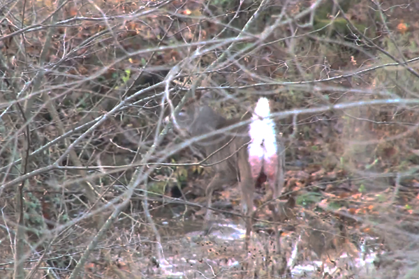 (GRAPHIC VIDEO): Coyotes Attack Ohio Buck Shot By Bowhunter