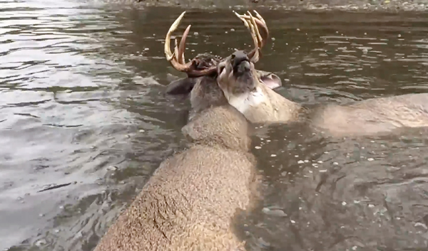 (VIDEO): Hunters Rescue Entangled Buck From Water