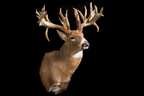 10 Biggest Pope and Young Non-Typical Whitetails of All Time