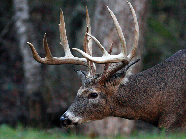Plotwise: Tips for Maximizing Your Whitetail Food Plot