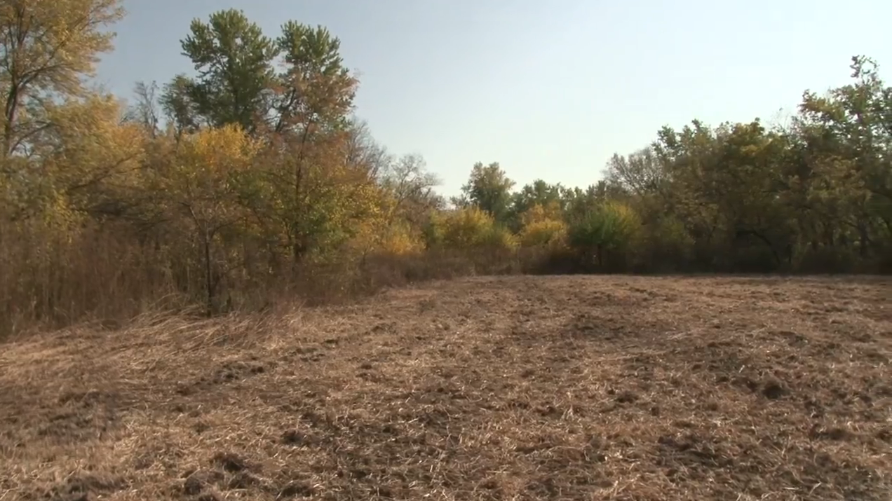 Deer Factory: Advice For Better Food Plots