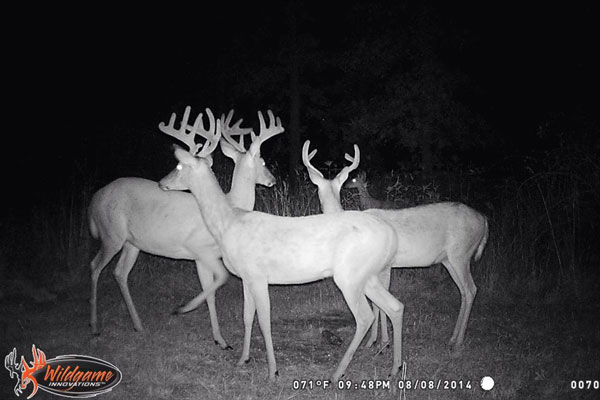 The Best Preseason Trail Camera Photos from the NAW Community