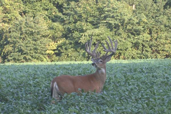 What to Look for During Summer Whitetail Scouting