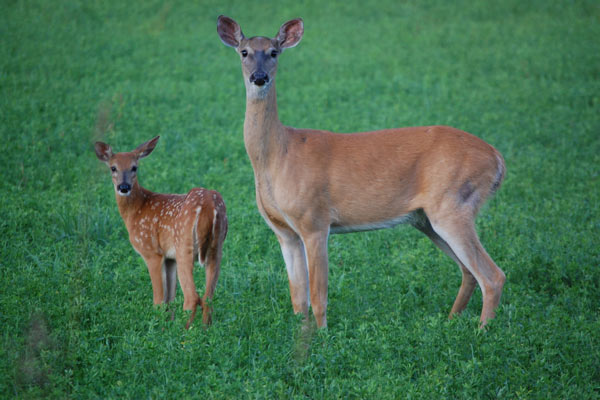 10 Most Important Days for Deer Management Each Month