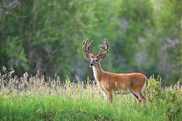 Best Ways to Attract Big Bucks to Your Land During the Rut