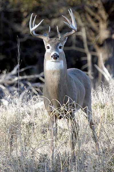 Deer Poacher Gets Hit with Jail Time