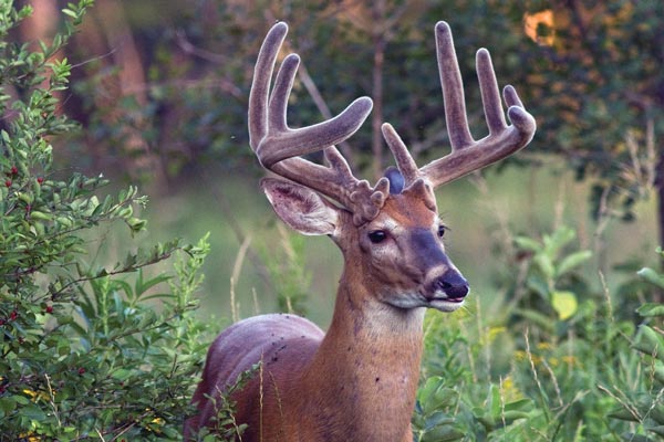 Dr. Deer: The Importance of Creating Thermal Deer Cover