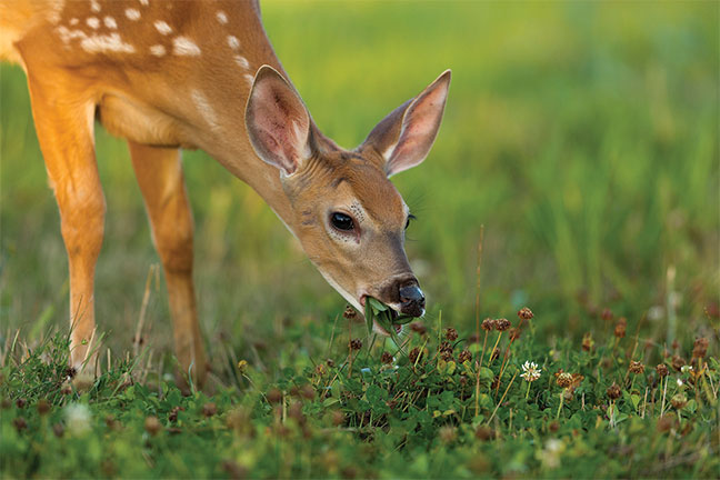 Minerals: What Do Whitetail Need? - Part 1