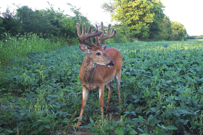 Killing Mature Bucks Requires a Learning Curve